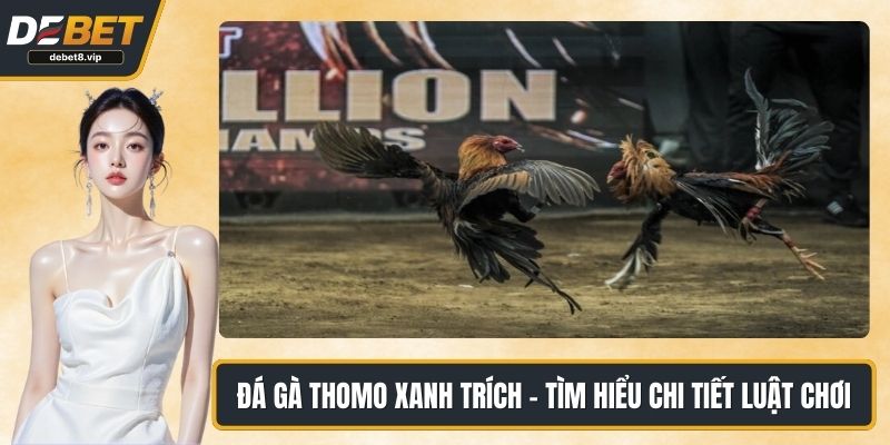 Đá gà thomo xanh trích