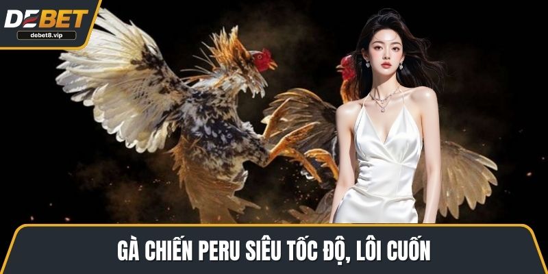 Gà chiến Peru siêu tốc độ, lôi cuốn