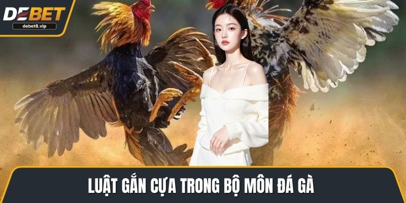 Luật gắn cựa trong bộ môn đá gà Campuchia
