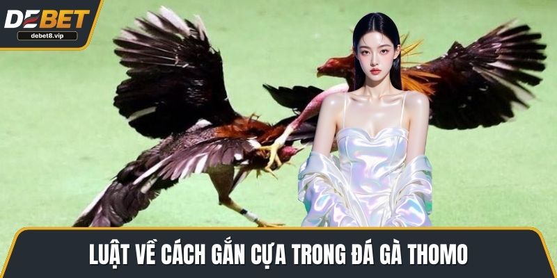 Luật về cách gắn cựa trong đá gà thomo